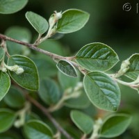 Cotoneaster sp
